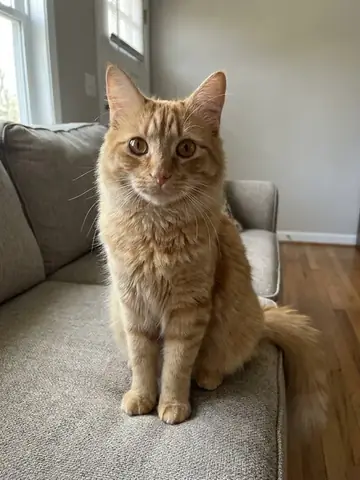 Foto original de un gato en el sofá